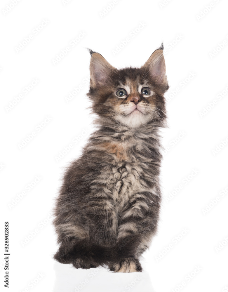 Maine Coon kitten Maine Coon kitten