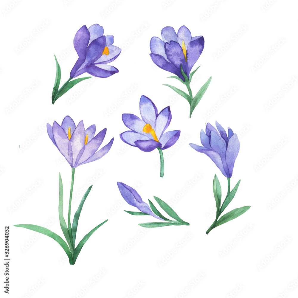 Set of lilac spring crocus flowers and green leaves isolated on white background. Hand drawn watercolor illustration.