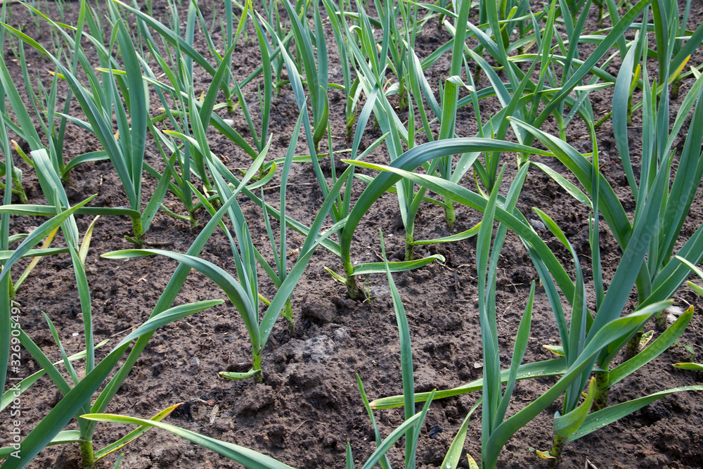 Young green garlic growing in the garden. Spring harvest.. Young green garlic growing in the garden. Spring harvest..