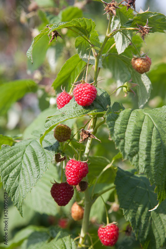 Ripe and unripe raspberry in the fruit garden. Growing natural bush of raspberry. Branch of raspberry in sunlight..