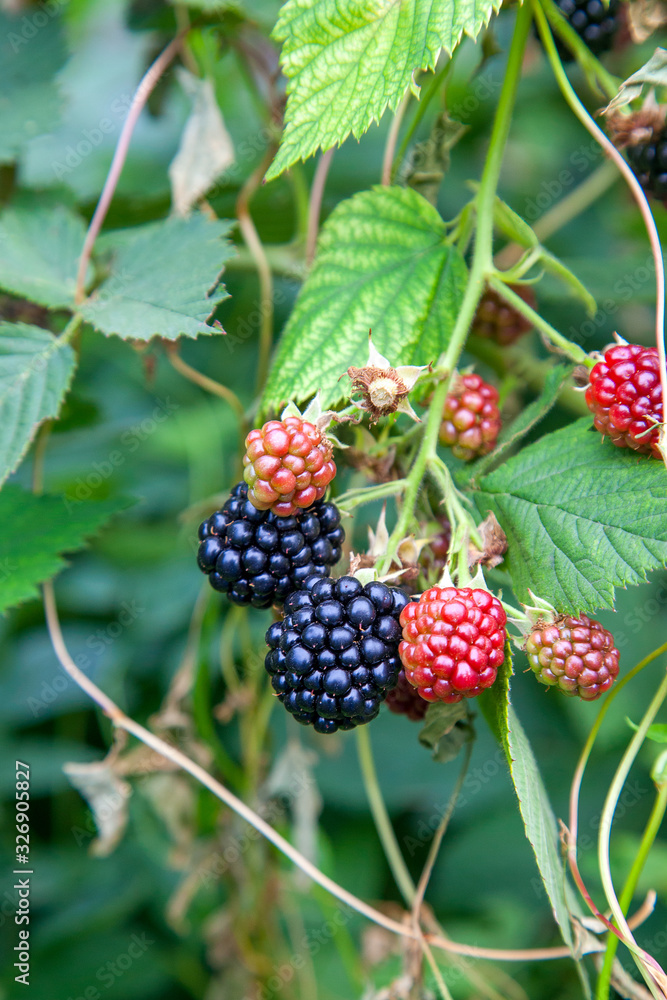 Red and black wild berries of blackberry. Ripening of the blackberries on the blackberry bush in forest.. Red and black wild berries of blackberry. Ripening of the blackberries on the blackberry bush in forest..