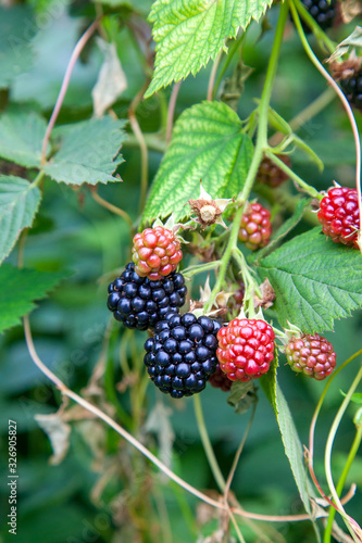 Red and black wild berries of blackberry. Ripening of the blackberries on the blackberry bush in forest..