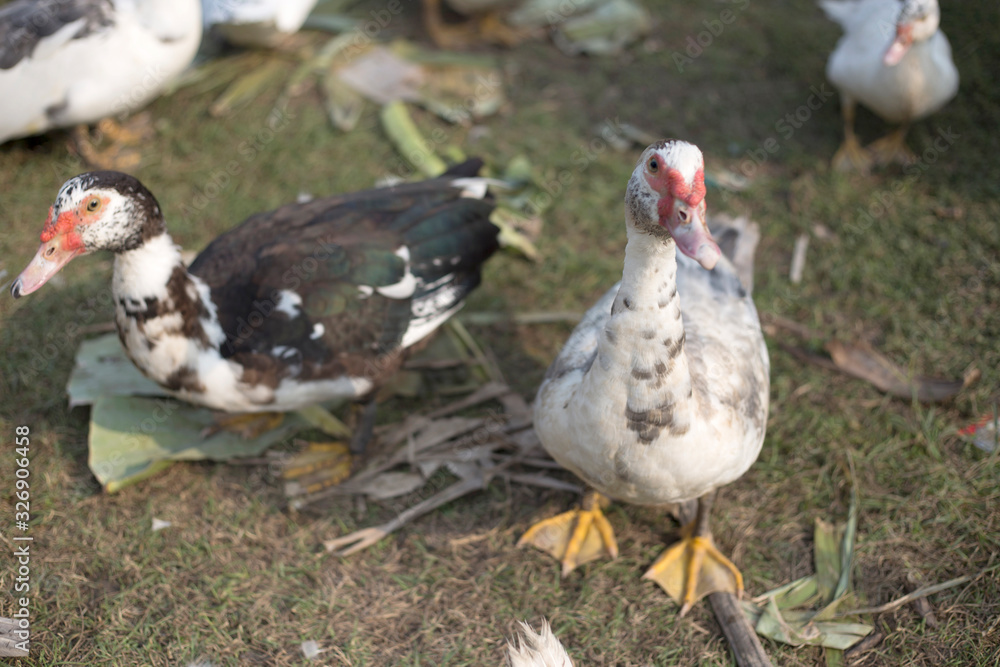 small duck livcestock in agriculture farm small duck livcestock in agriculture farm