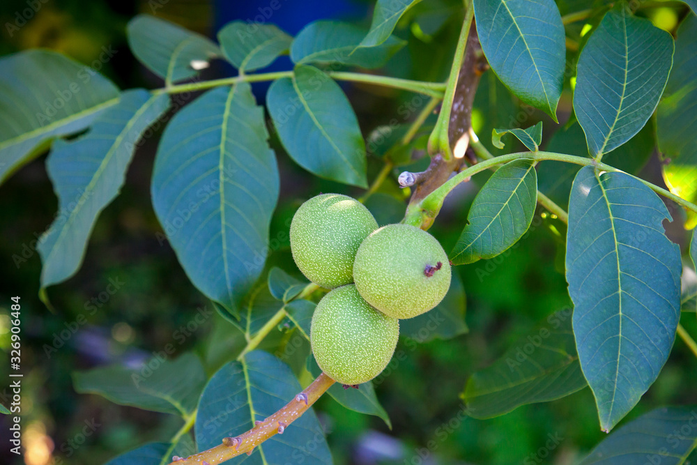 Walnut tree with fruit close up photo. Several walnuts on branch. Walnut tree with fruit close up photo. Several walnuts on branch.