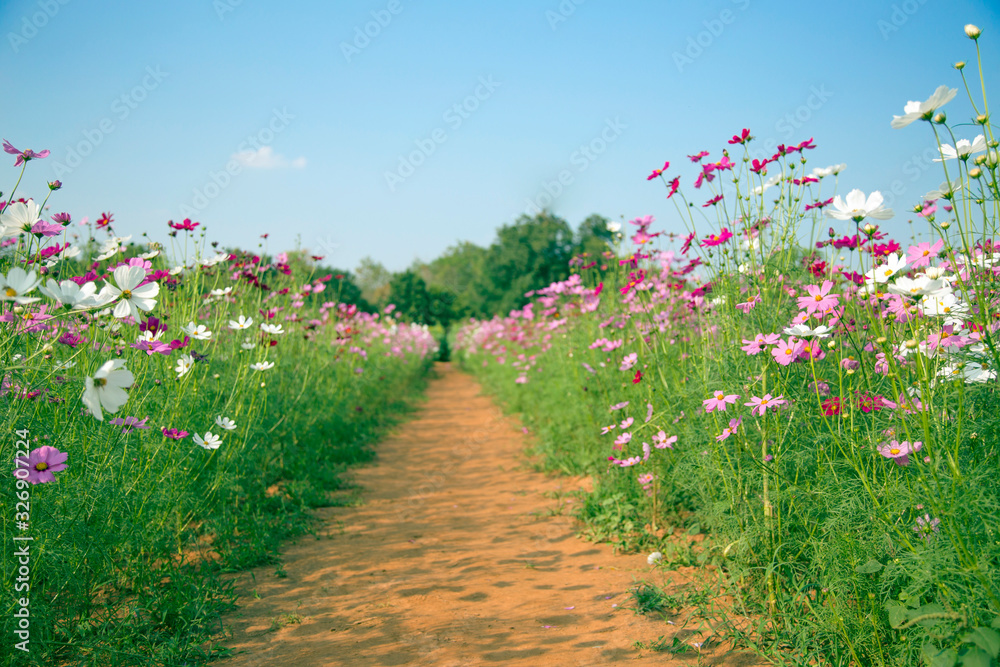 Obraz premium landscape of diasy flower on field in summer time.