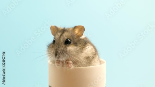 Closeup of a small funny miniature jungar hamster eating bread crums. Fluffy and cute Dzhungar rat at home. photo