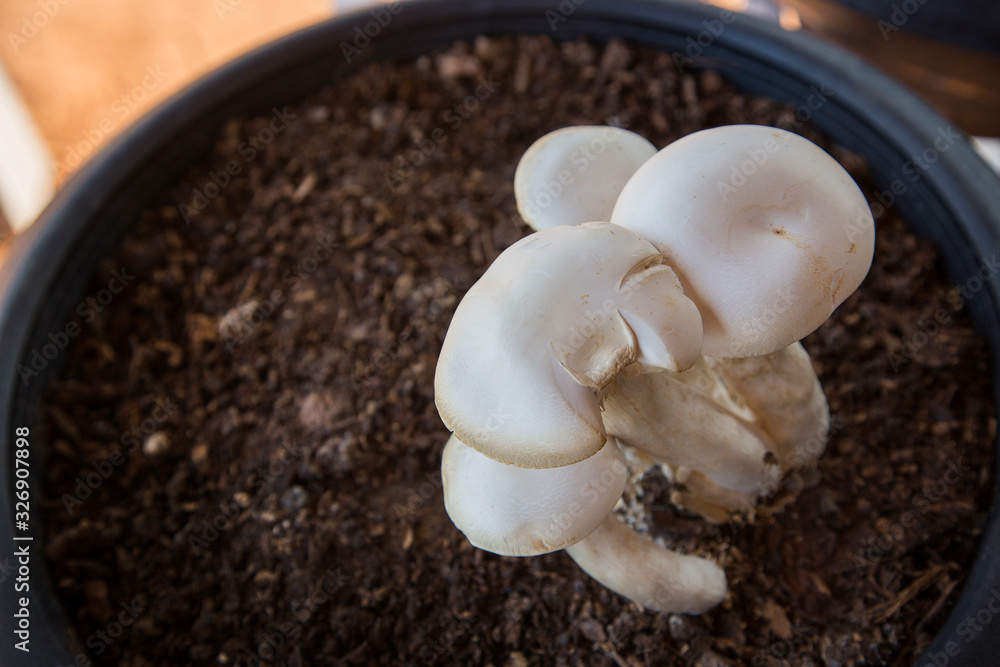 organic white mushroom on close agriculture field organic white mushroom on close agriculture field