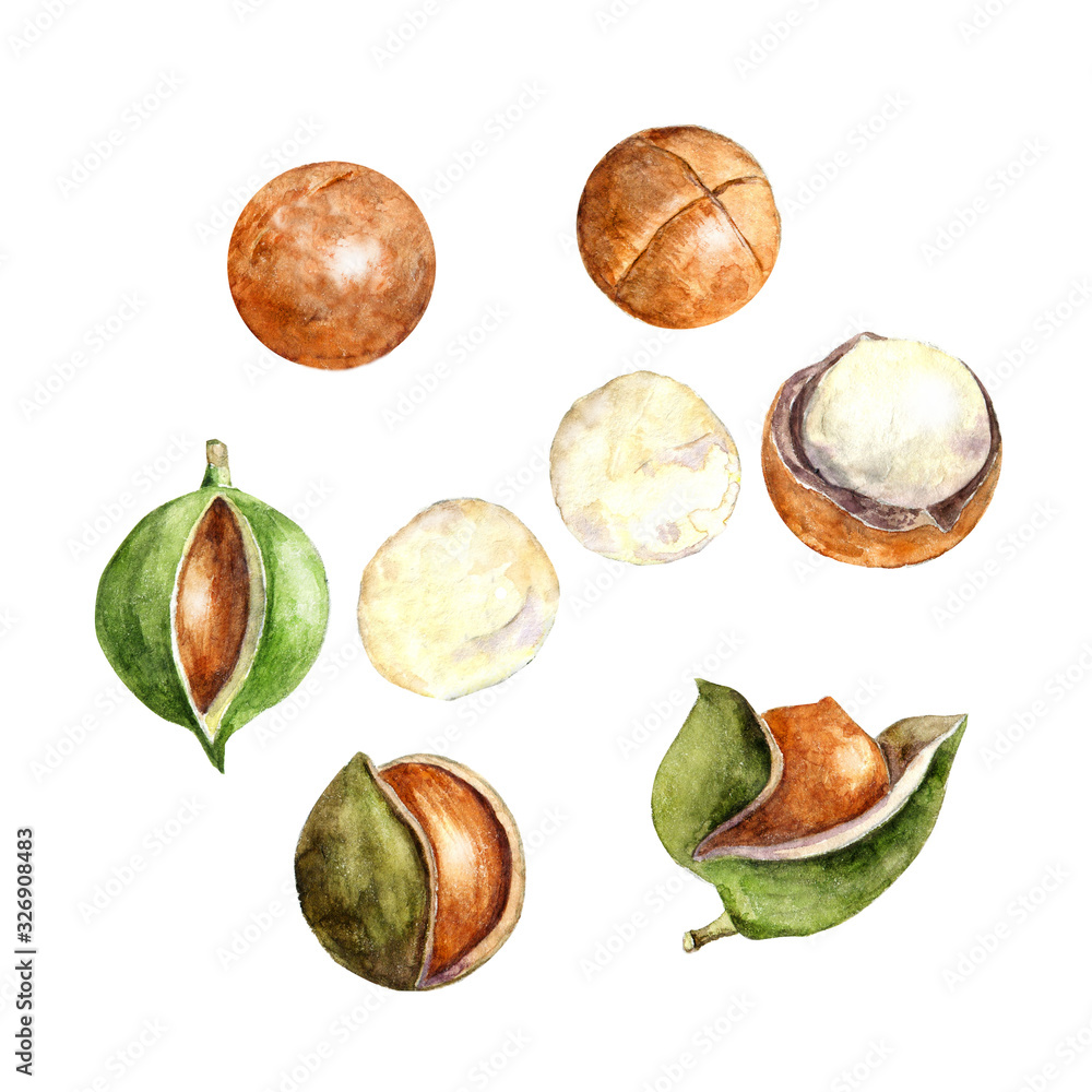Watercolor macadamia nuts collection Watercolor macadamia nuts collection