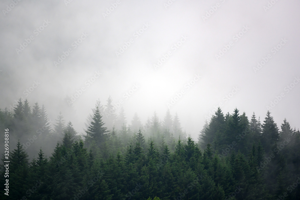 The pine forest in the valley in the morning is very foggy, the atmosphere looks scary. Dark tone and vintage image.