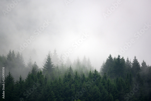 The pine forest in the valley in the morning is very foggy  the atmosphere looks scary. Dark tone and vintage image.