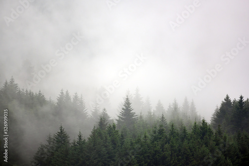 The pine forest in the valley in the morning is very foggy, the atmosphere looks scary. Dark tone and vintage image. © Lowpower