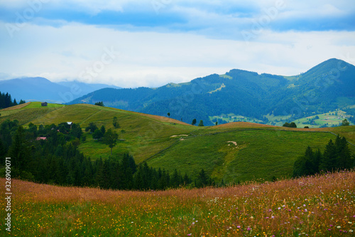 nature  summer landscape in carpathian mountains  wildflowers and meadow  spruces on hills  beautiful cloudy sky