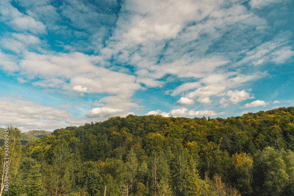 pine forest top of trees nature landscape wallpaper background scenic view aerial photography with blue sky white clouds space for copy or your text