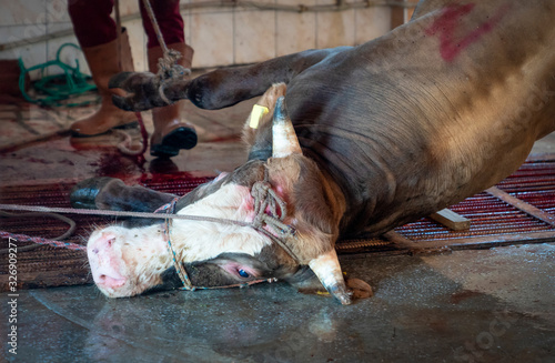 Slaughter house with appliance and slaughtering animal.