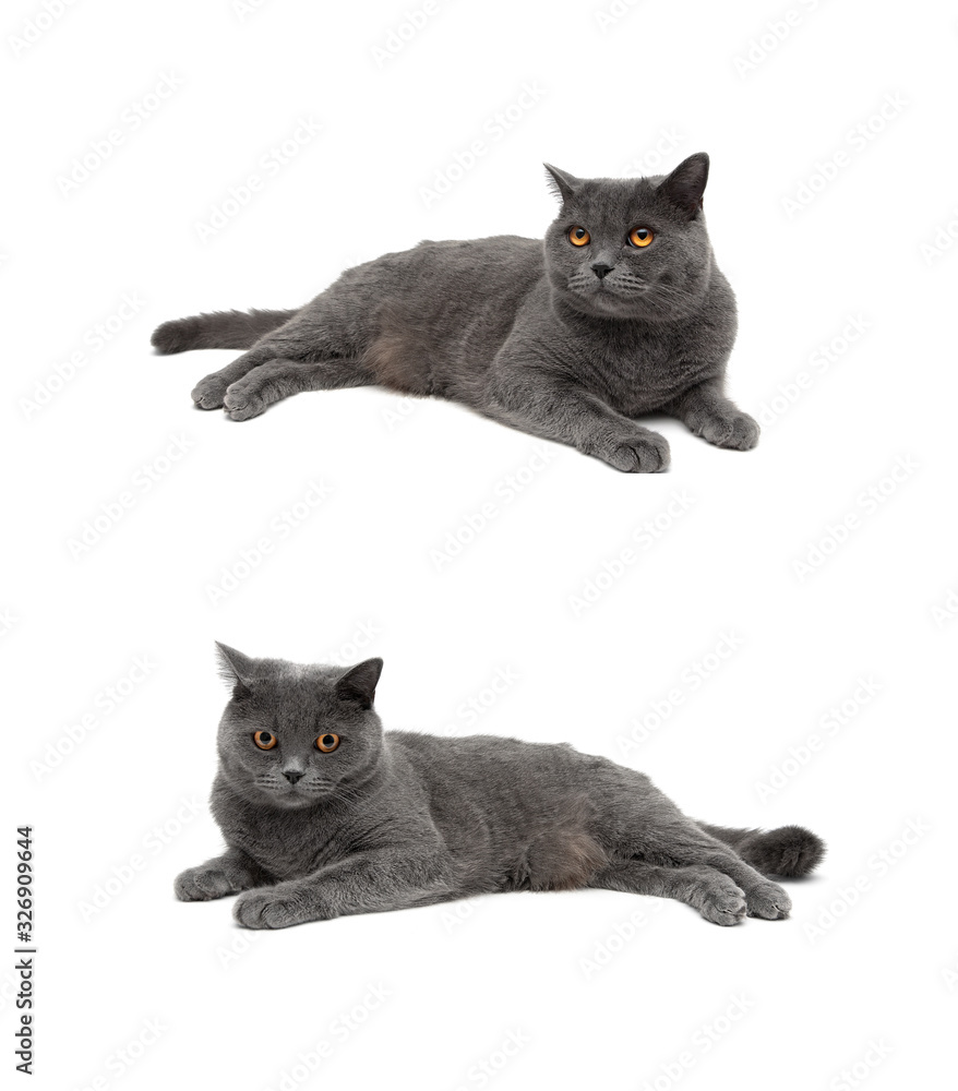 gray cat lying on a white background