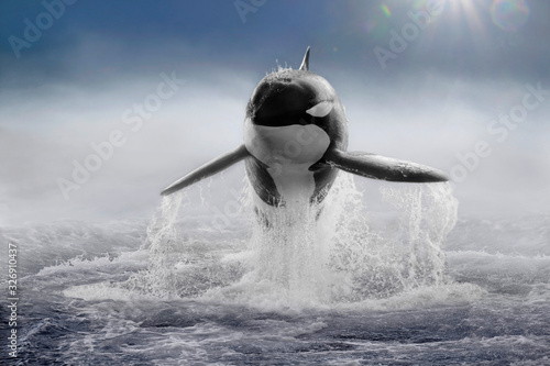 Schwertwal (Orcinus orca) Killerwal im Sprung, frontal im Nebel photo