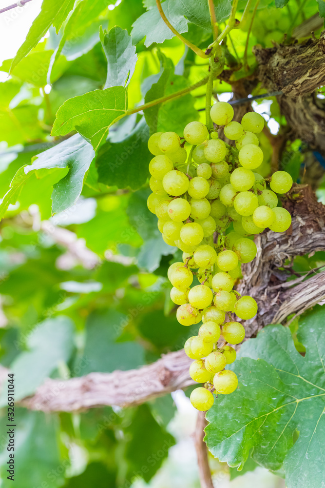 Fresh green grapes on the tree Fresh green grapes on the tree