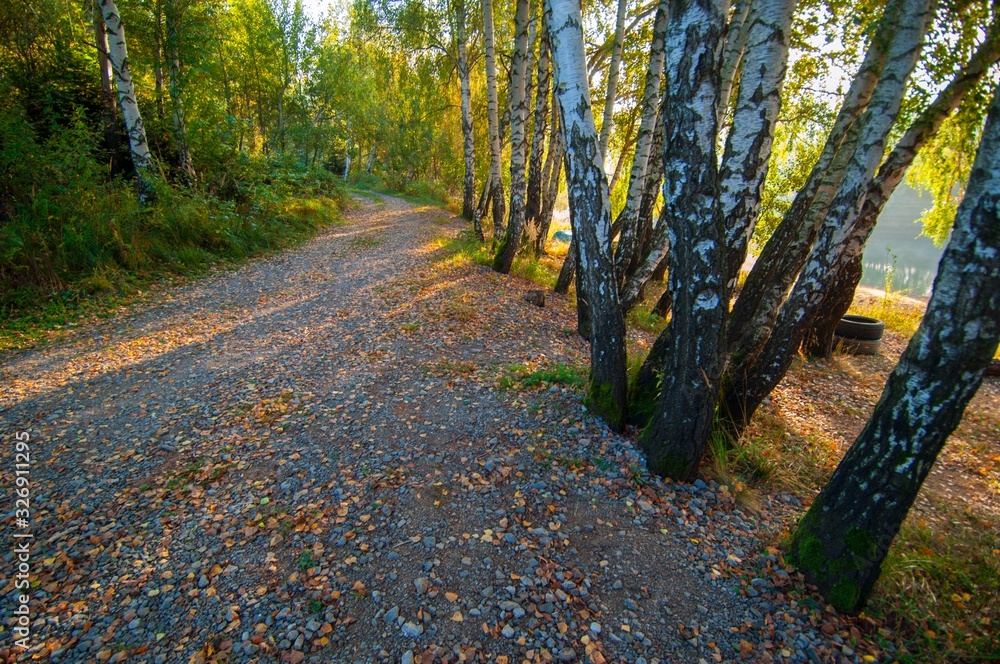 Fototapeta premium forest
