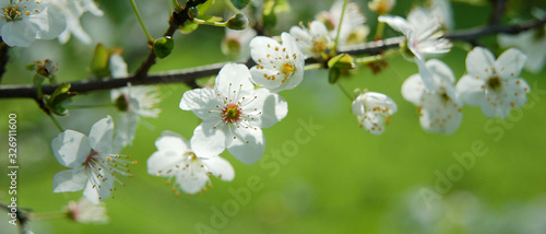 Bannière de branche avec fleurs blanches de pruniers