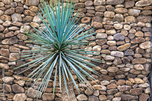 palm tree yucca rostrata with thin star-shaped leaves and background wall with stones held in place by a wire mesh