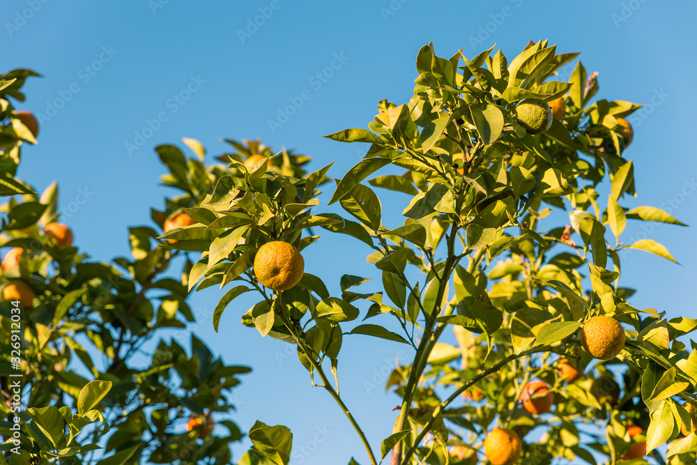 tangerines in the tree maturing in the sun with the blue sky in the background tangerines in the tree maturing in the sun with the blue sky in the background