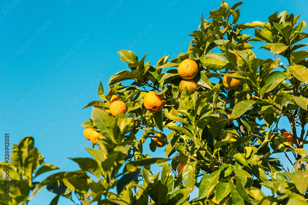 tangerines ripening on the tree with the blue sky in the background