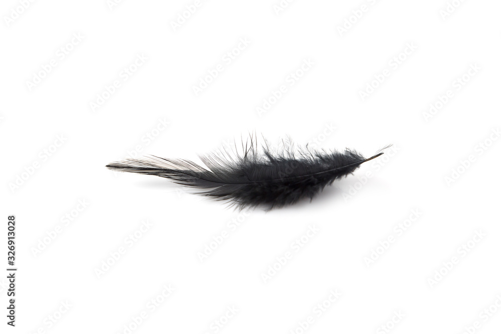 Close up Black feathers isolated Close up Black feathers isolated