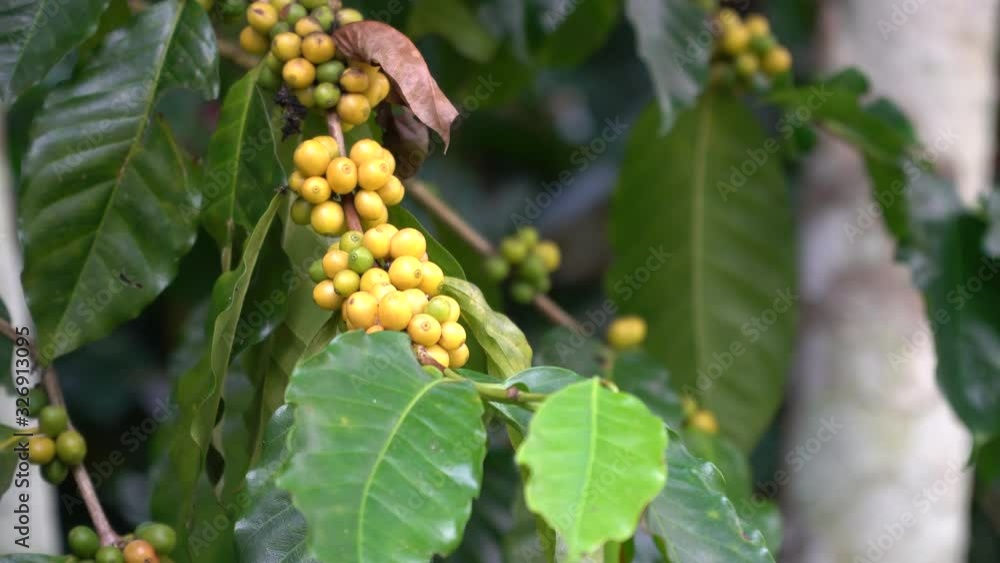Coffee beans ripening on tree in North of thailand Coffee beans ripening on tree in North of thailand