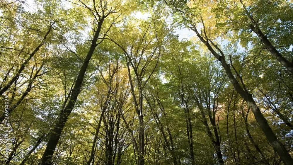 Autumn forest with bright orange and yellow leaves. Dense woods in sunny fall weather. Autumn forest with bright orange and yellow leaves. Dense woods in sunny fall weather.