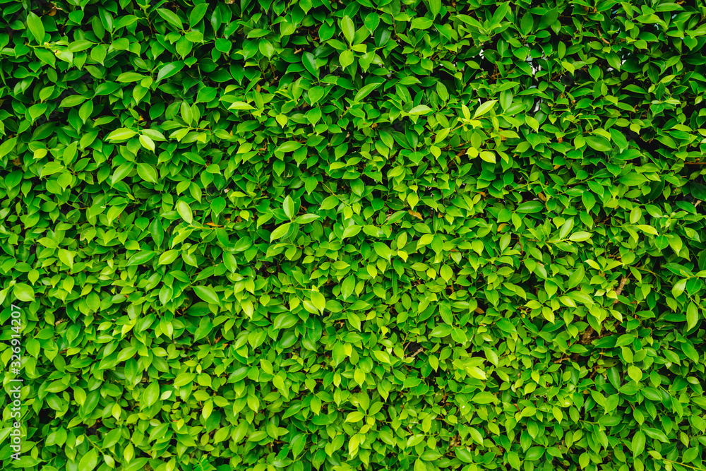 Green Leaves nature background Green Leaves nature background