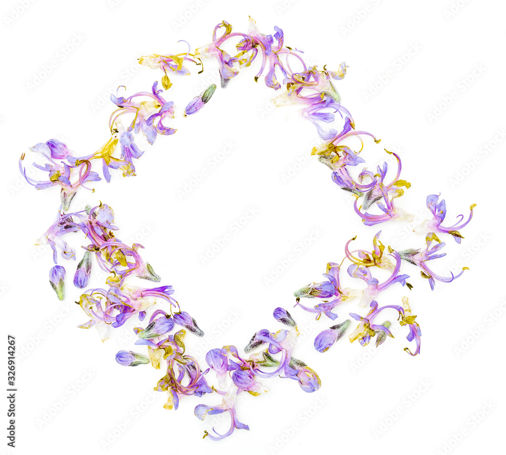 Rectangular frame (square) with delicate purple flowers of fresh rosemary. Isolated on white background. Rectangular frame (square) with delicate purple flowers of fresh rosemary. Isolated on white background.