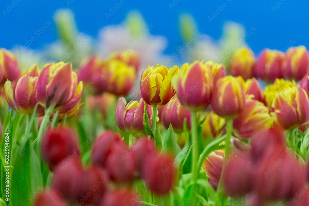 Tulip flowers selective focus