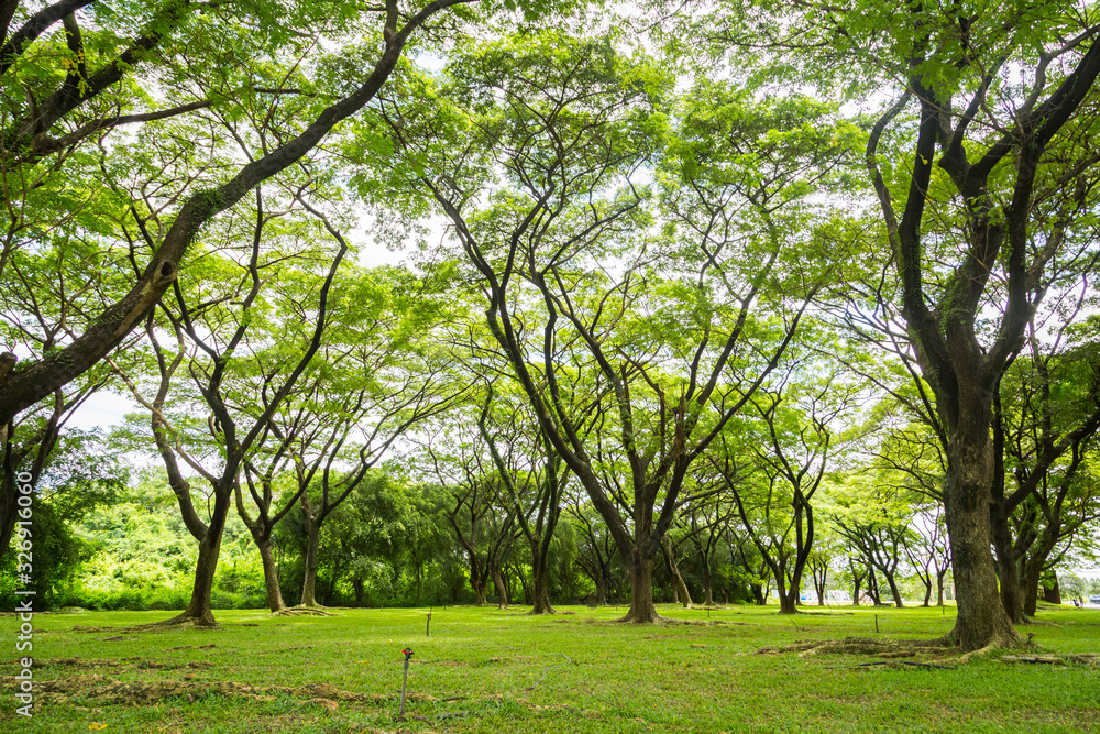 Big tree with green nature