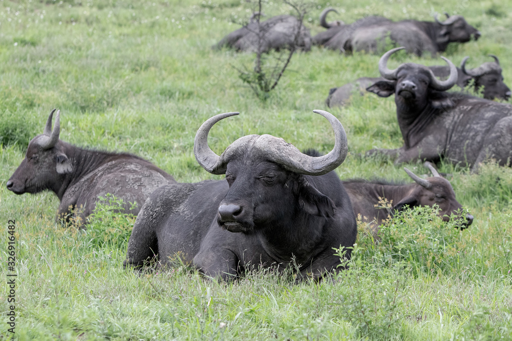 Obraz premium Buffalo 