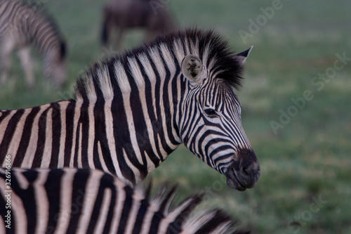 Zebra in Africa