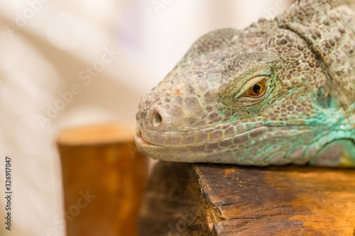 Close up of iguana show eyes and face detail