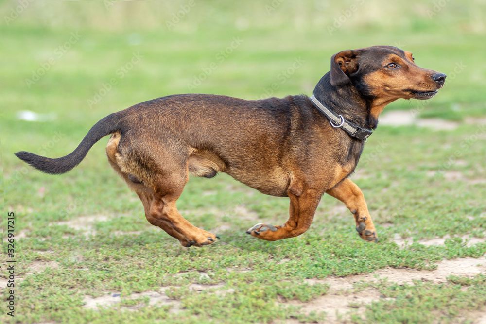 Dachshund dog running on the green grass. Closeup portrait of a happy playing pet in summer meadow.