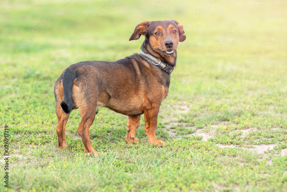 Dachshund dog standing on the green grass. Closeup portrait of a happy pet in summer meadow.