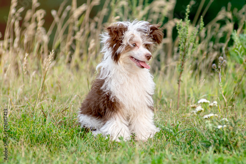 Closeup funny Chinese crested puppy sitting down on meadow grass. low angle view