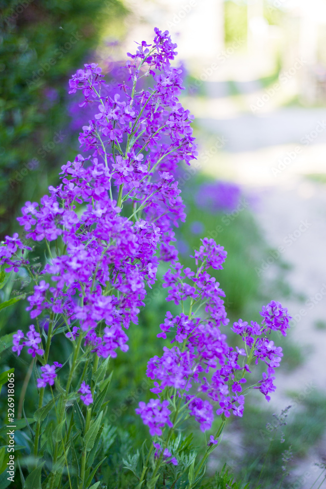 Obraz premium Pink and purple wild flowers in the village.