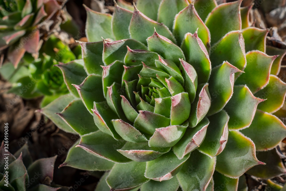 Green Succulent closeup. Spring background Green Succulent closeup. Spring background