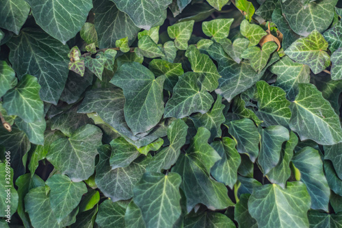 Curly Ivy in Spring. spring background