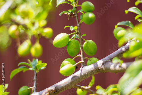 Spring. Green, unripe plums on a tree. Macro.
