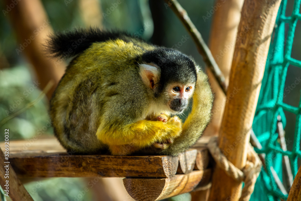 Obraz premium Capuchin monkey sitting and looking at something