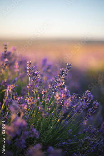 field of lavender flowers