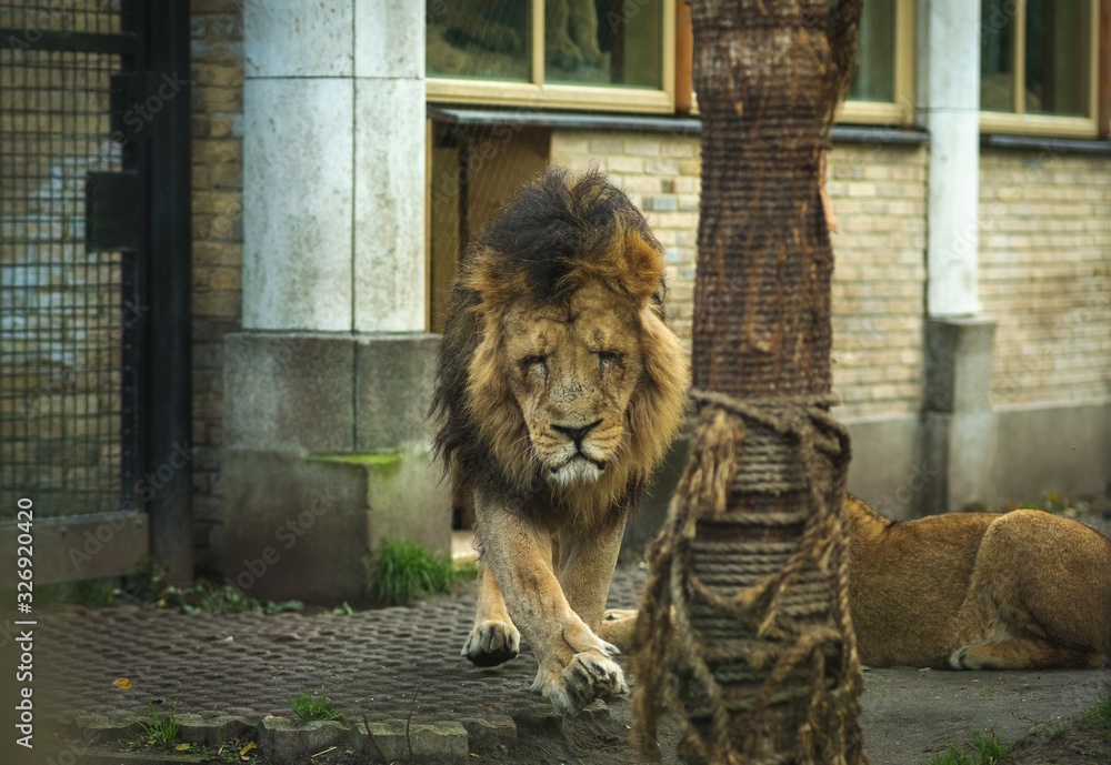 the lion and lioness are playing rolling around on the grass the lion and lioness are playing rolling around on the grass