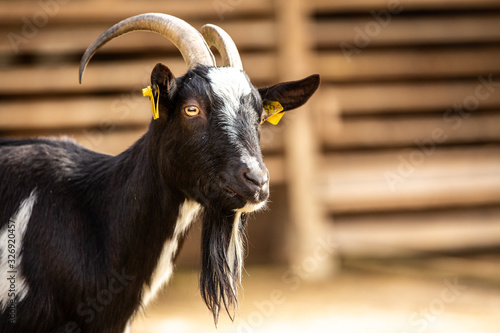 Close up of goat at farm