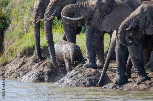 Elephants