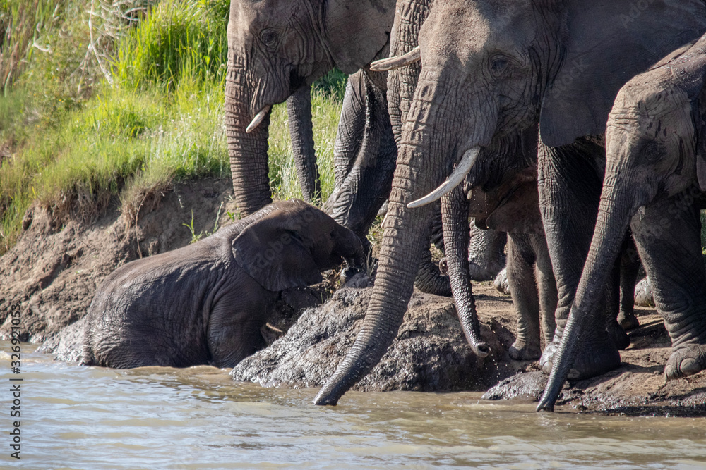 Fototapeta premium Elephants