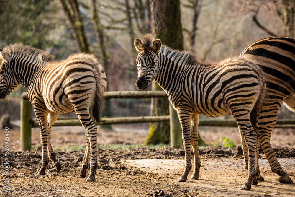 Calm zebras posing for a photo at zoo Calm zebras posing for a photo at zoo